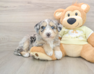 8 week old Mini Huskydoodle Puppy For Sale - Seaside Pups