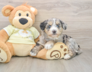 6 week old Mini Huskydoodle Puppy For Sale - Seaside Pups