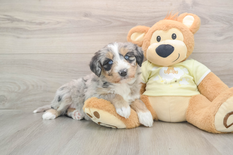 Best Mini Huskydoodle Baby