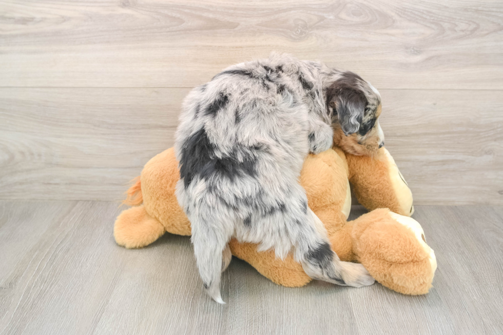 Cute Mini Huskydoodle Baby