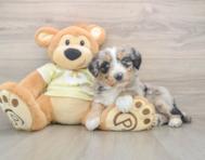 5 week old Mini Huskydoodle Puppy For Sale - Seaside Pups