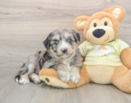 5 week old Mini Huskydoodle Puppy For Sale - Seaside Pups