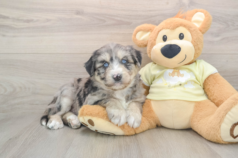 Mini Huskydoodle Puppy for Adoption