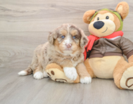 5 week old Mini Huskydoodle Puppy For Sale - Seaside Pups