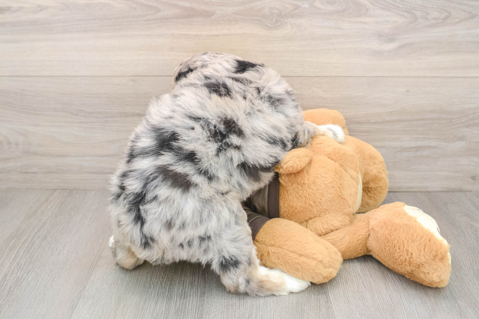 Mini Huskydoodle Pup Being Cute