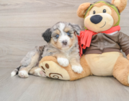 5 week old Mini Huskydoodle Puppy For Sale - Seaside Pups