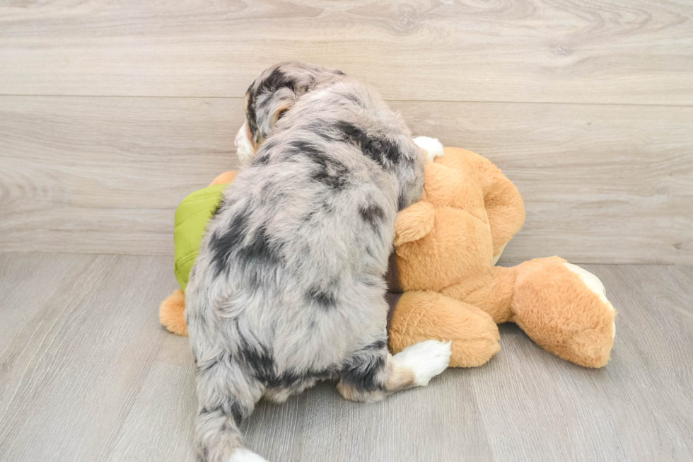 Cute Siberpoo Poodle Mix Puppy