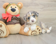 7 week old Mini Huskydoodle Puppy For Sale - Seaside Pups