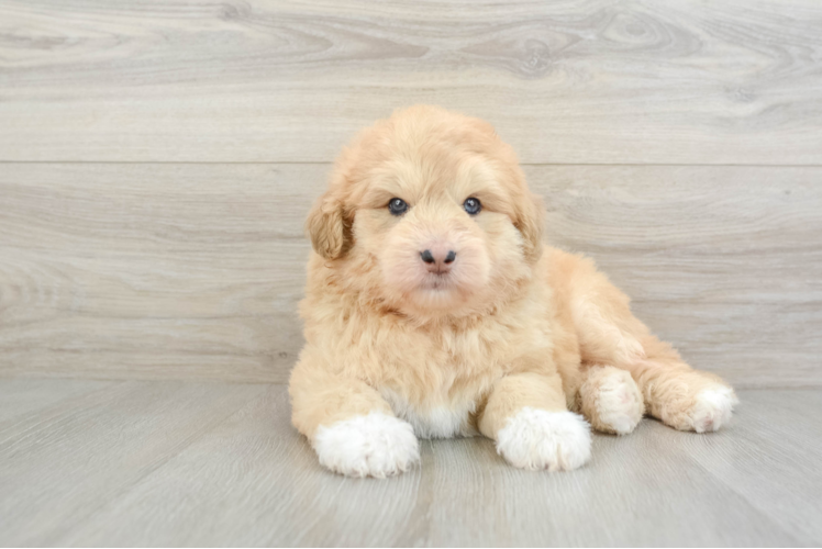 Cute Siberpoo Poodle Mix Puppy