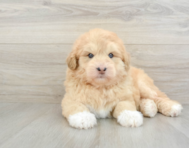 5 week old Mini Huskydoodle Puppy For Sale - Seaside Pups