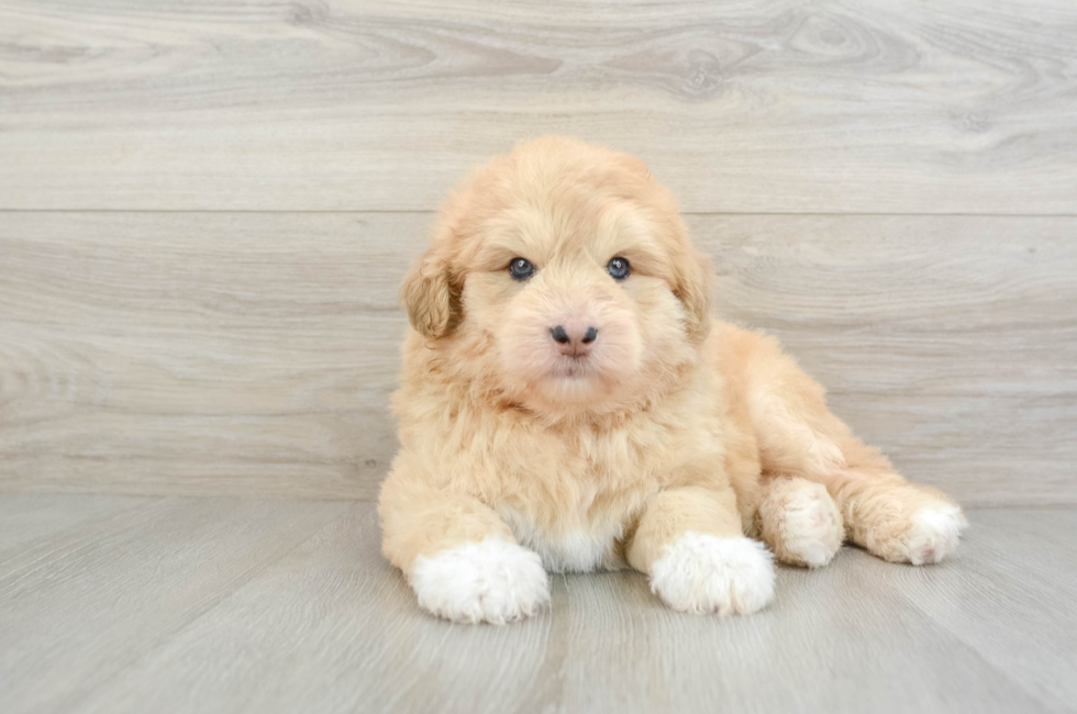 6 week old Mini Huskydoodle Puppy For Sale - Seaside Pups