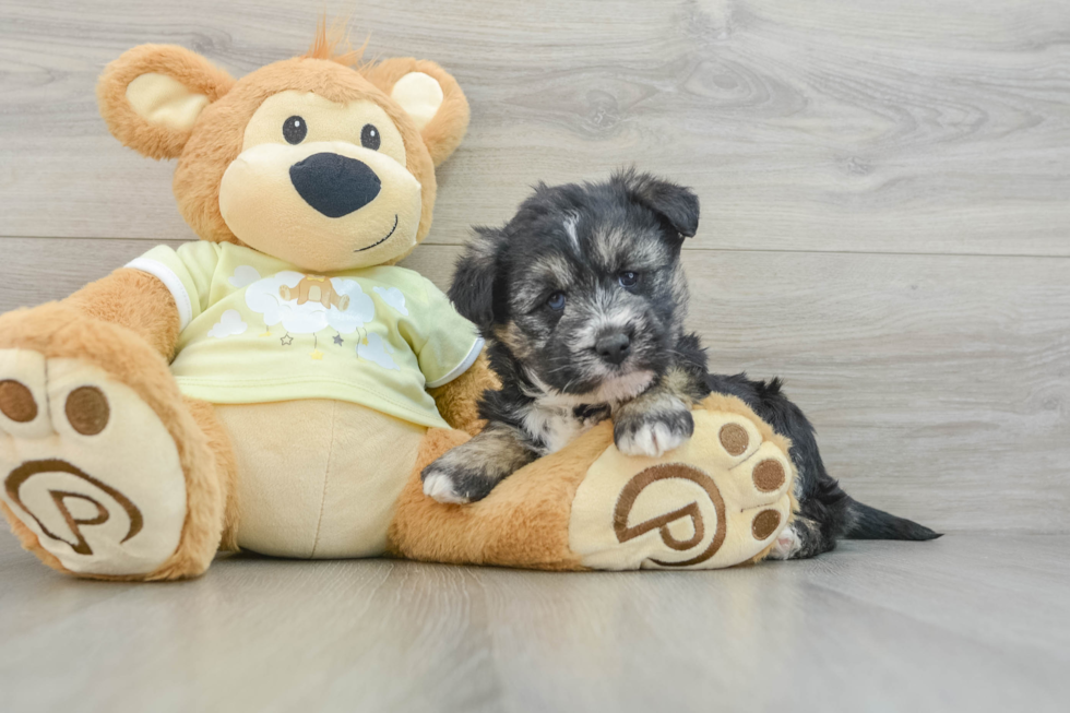 Cute Mini Huskydoodle Poodle Mix Pup