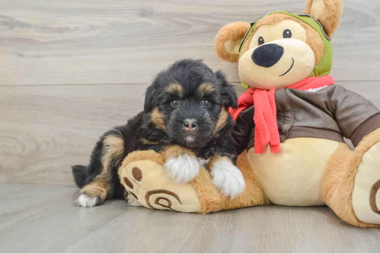 Cute Husky Doodle Poodle Mix Puppy