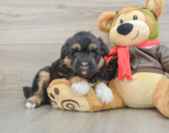 5 week old Mini Huskydoodle Puppy For Sale - Seaside Pups