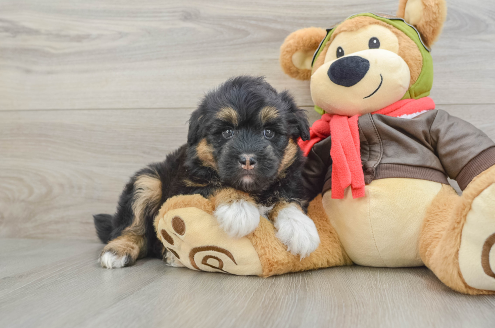 6 week old Mini Huskydoodle Puppy For Sale - Seaside Pups