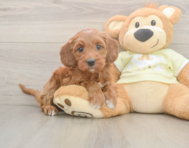 6 week old Mini Irish Doodle Puppy For Sale - Seaside Pups