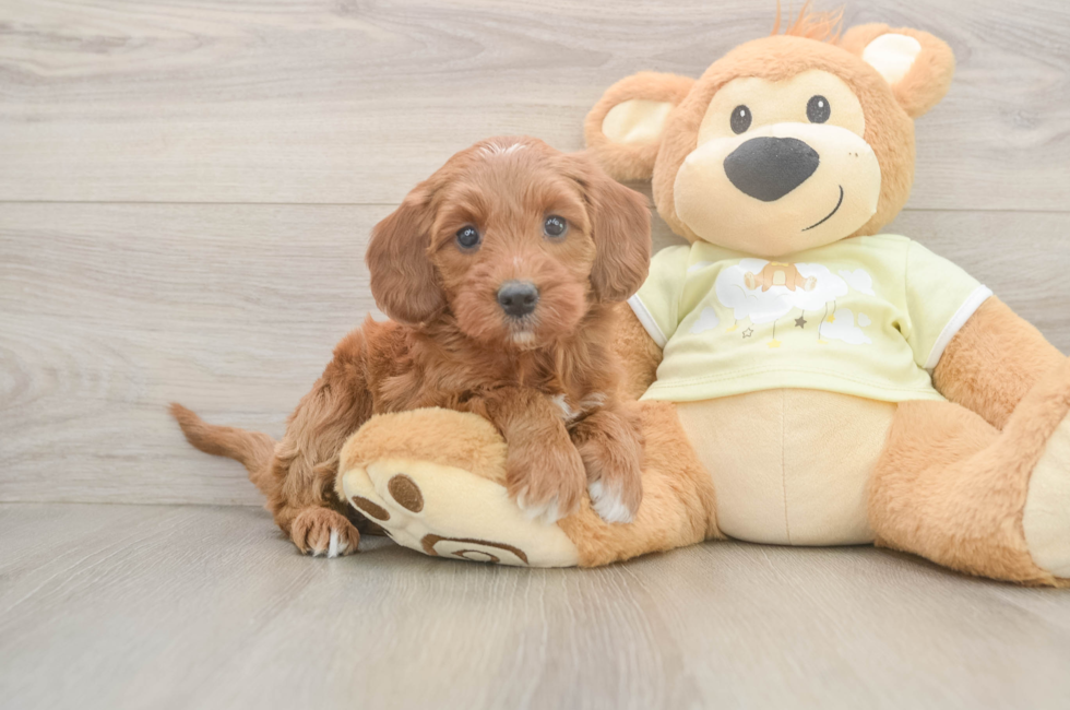 5 week old Mini Irish Doodle Puppy For Sale - Seaside Pups