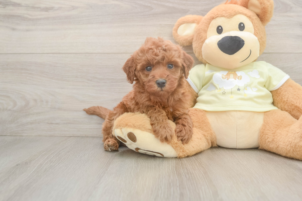 Mini Irish Doodle Pup Being Cute