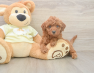 6 week old Mini Irish Doodle Puppy For Sale - Seaside Pups