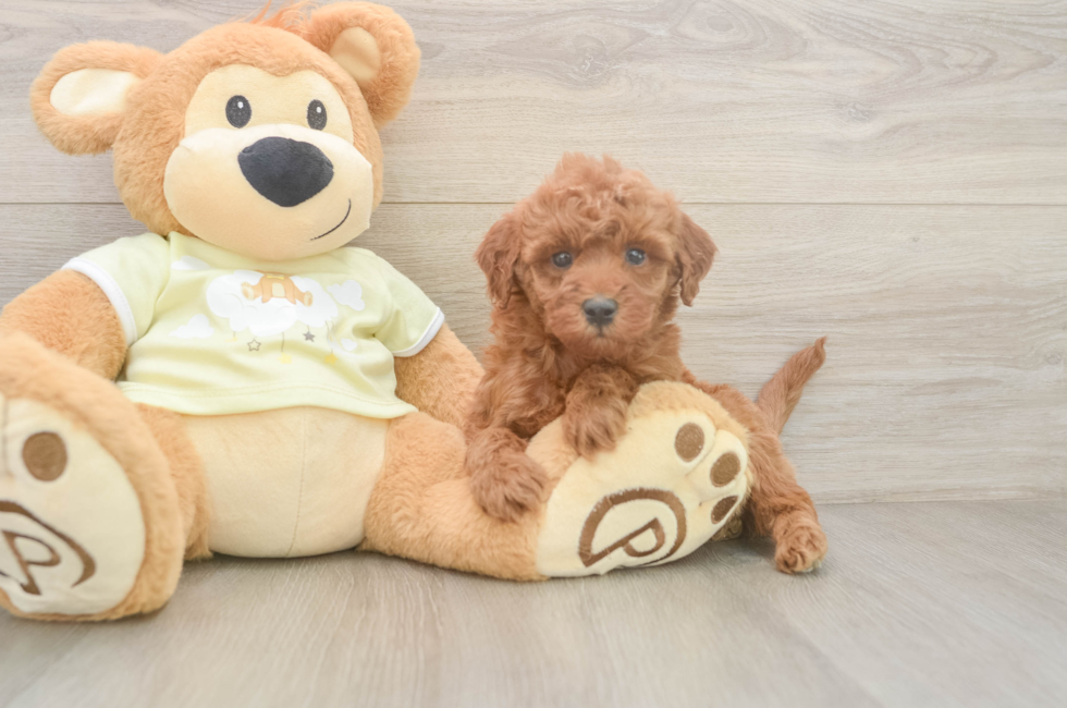 5 week old Mini Irish Doodle Puppy For Sale - Seaside Pups