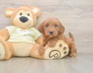 6 week old Mini Irish Doodle Puppy For Sale - Seaside Pups