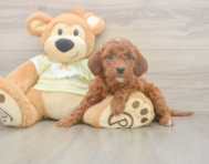 6 week old Mini Irish Doodle Puppy For Sale - Seaside Pups