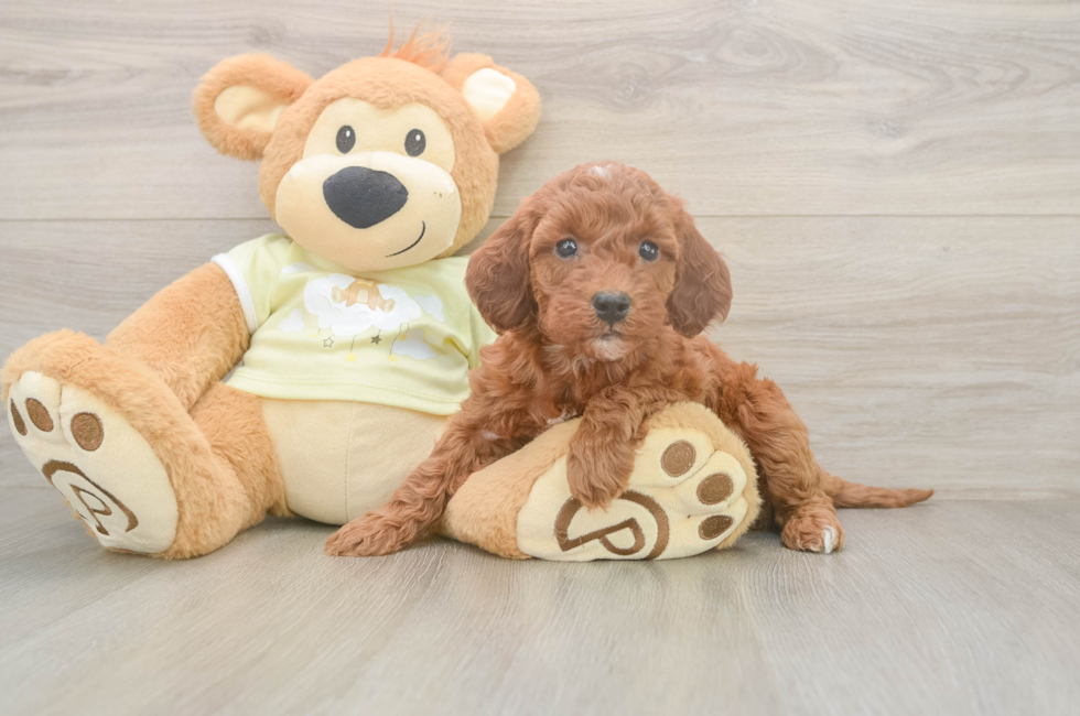 5 week old Mini Irish Doodle Puppy For Sale - Seaside Pups