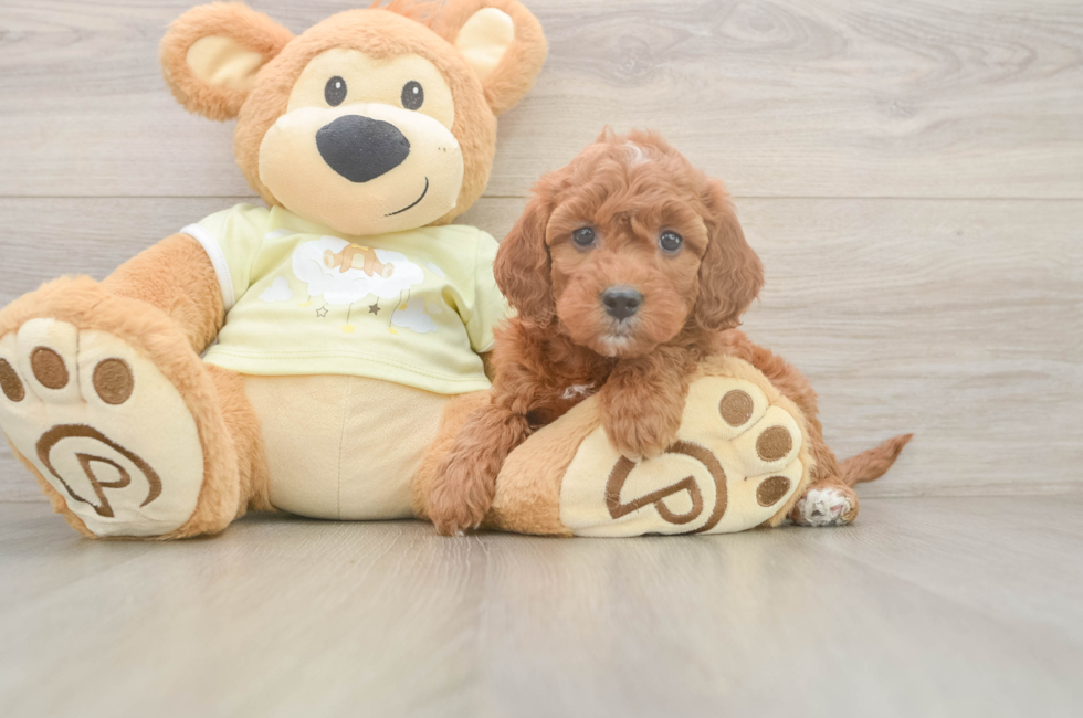 5 week old Mini Irish Doodle Puppy For Sale - Seaside Pups