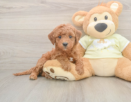 6 week old Mini Irish Doodle Puppy For Sale - Seaside Pups
