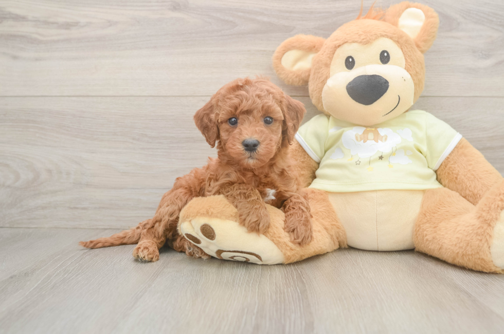 5 week old Mini Irish Doodle Puppy For Sale - Seaside Pups