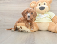 6 week old Mini Irish Doodle Puppy For Sale - Seaside Pups