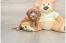 Mini Irish Doodle Pup Being Cute