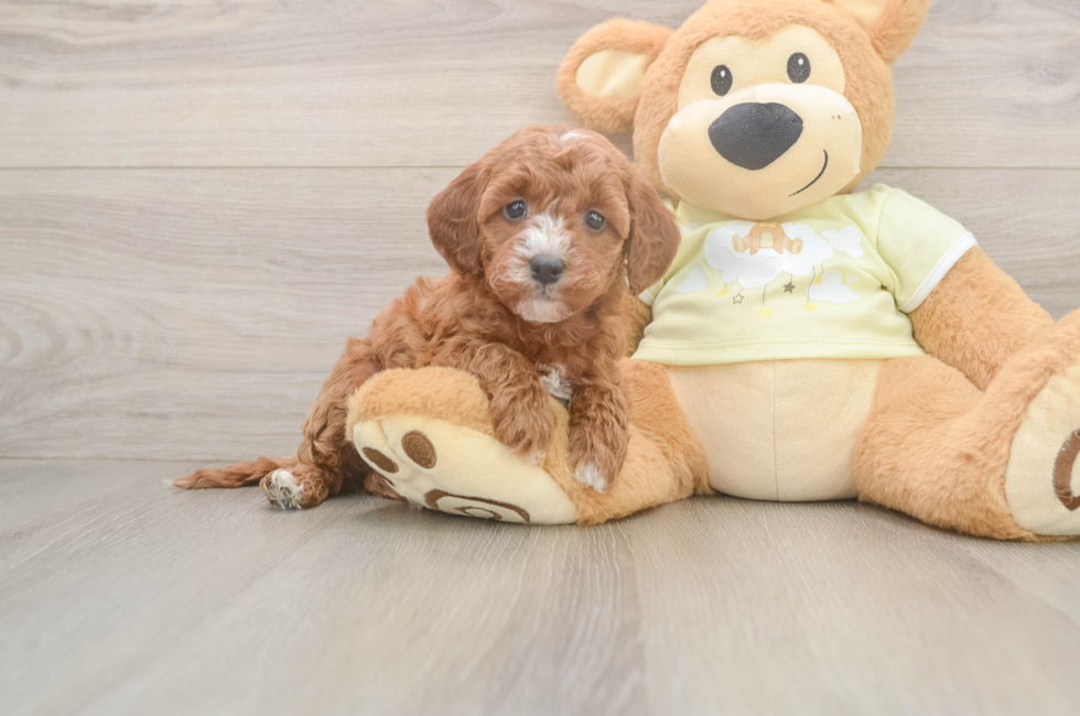 5 week old Mini Irish Doodle Puppy For Sale - Seaside Pups