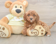 6 week old Mini Irish Doodle Puppy For Sale - Seaside Pups