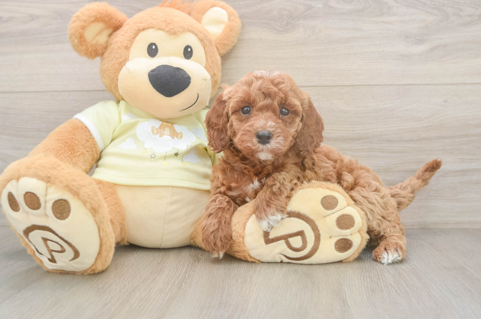 5 week old Mini Irish Doodle Puppy For Sale - Seaside Pups