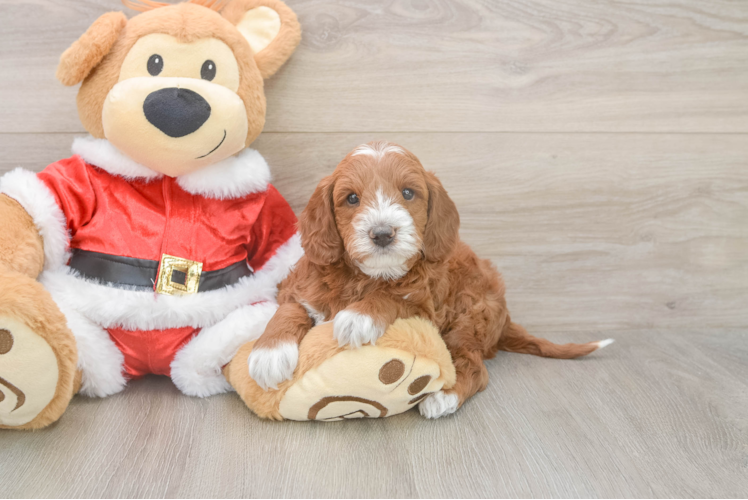 Mini Irish Doodle Puppy for Adoption