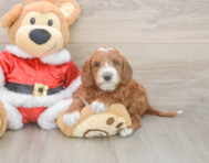 5 week old Mini Irish Doodle Puppy For Sale - Seaside Pups