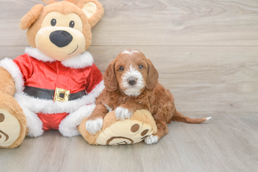 Mini Irish Doodle Puppy for Adoption