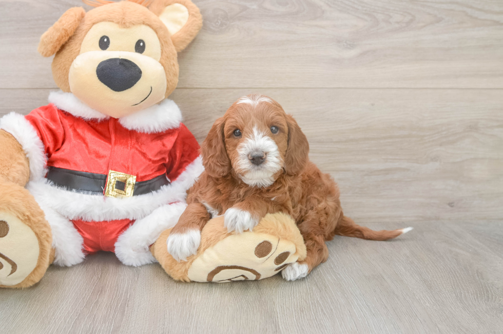 5 week old Mini Irish Doodle Puppy For Sale - Seaside Pups