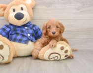 5 week old Mini Irish Doodle Puppy For Sale - Seaside Pups