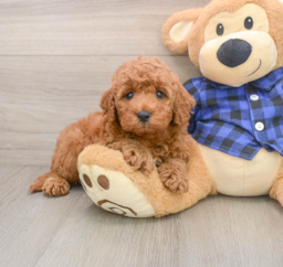 5 week old Mini Irish Doodle Puppy For Sale - Seaside Pups