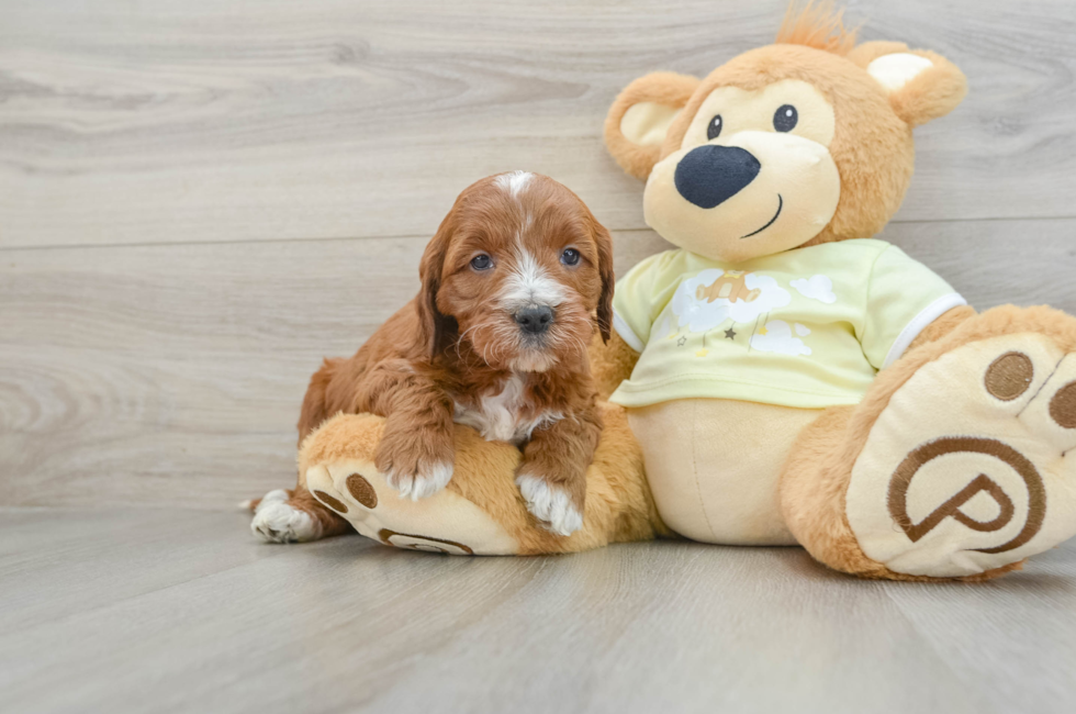 6 week old Mini Irish Doodle Puppy For Sale - Seaside Pups