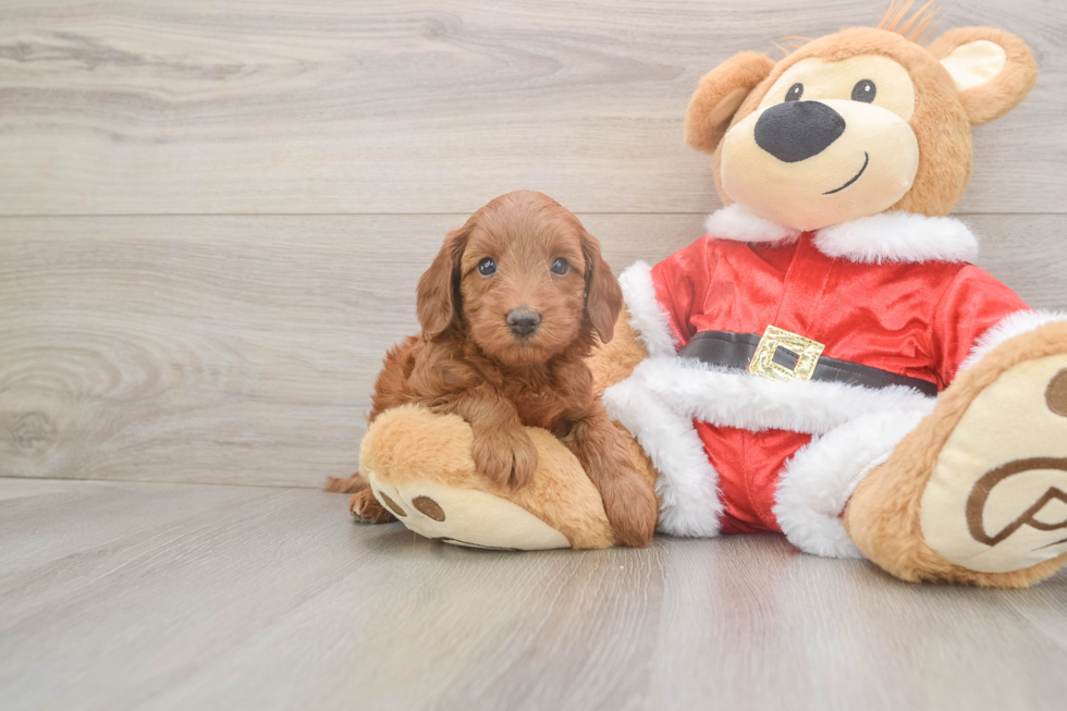 Friendly Mini Irish Doodle Baby
