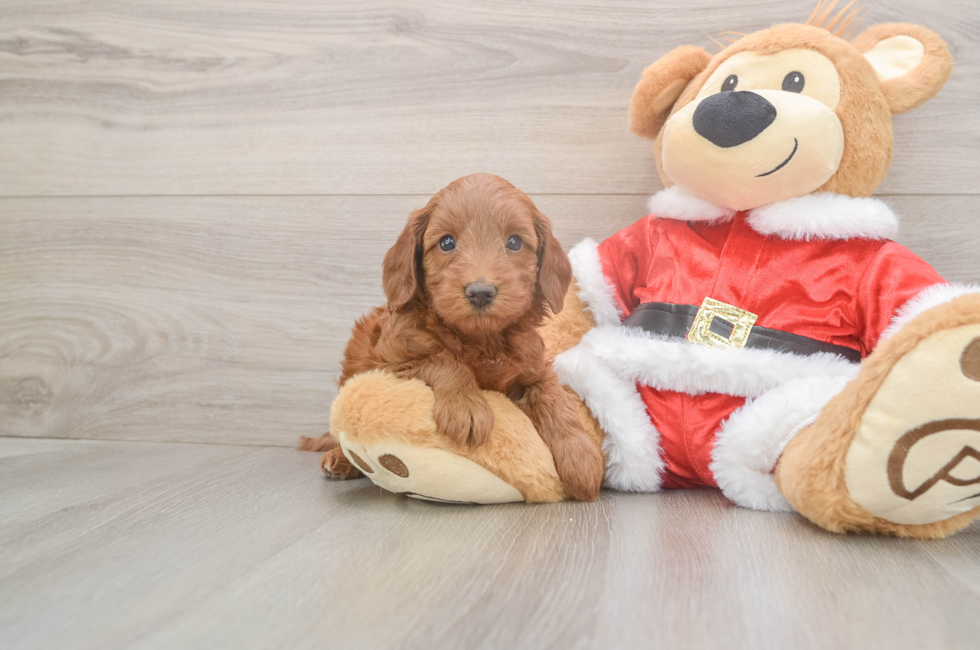 5 week old Mini Irish Doodle Puppy For Sale - Seaside Pups