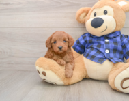 9 week old Mini Irish Doodle Puppy For Sale - Seaside Pups
