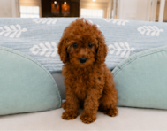9 week old Mini Irish Doodle Puppy For Sale - Seaside Pups