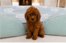 Best Mini Irish Doodle Baby