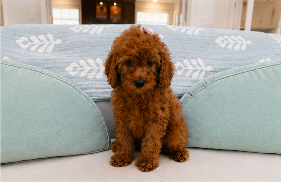 Best Mini Irish Doodle Baby