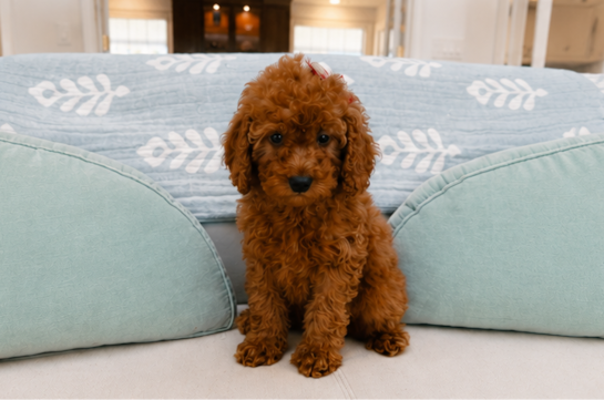Best Mini Irish Doodle Baby