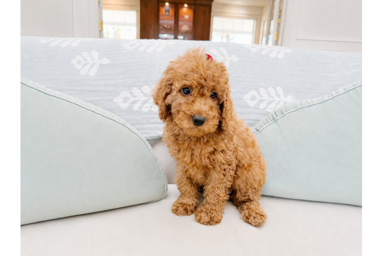 Cute Irish Setterpoo Poodle Mix Puppy